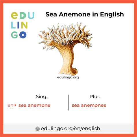 sea anemones pronunciation